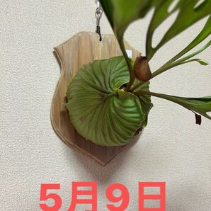 (良型)P.ridleyi WILD ボルネオ産 Platycerium