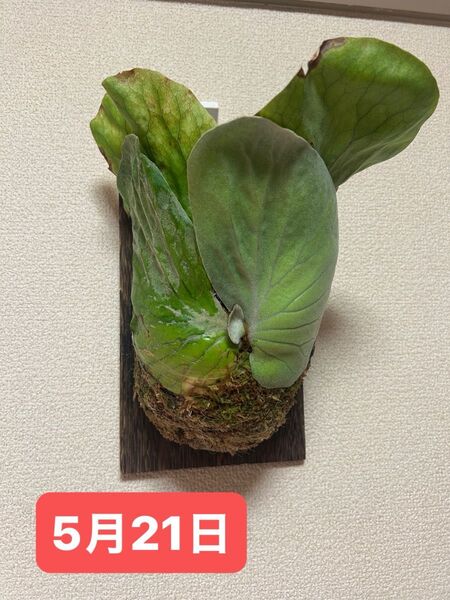 P. elephantotis ビカクシダ エレファントティス