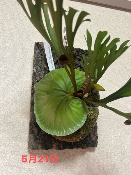 P.ridleyi WILD ボルネオ産 Borneo リドレイ