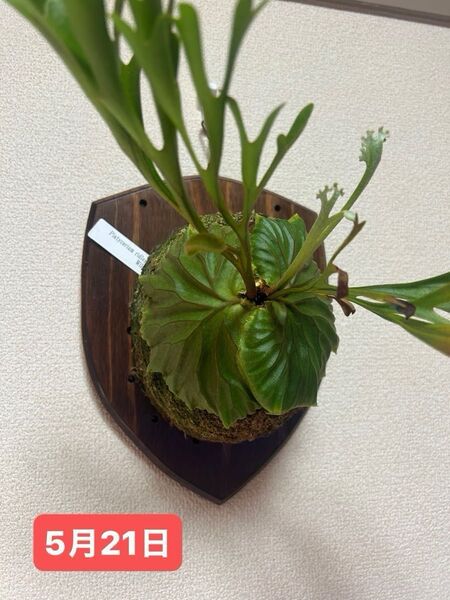 P.ridleyi WILD ボルネオ産 細葉