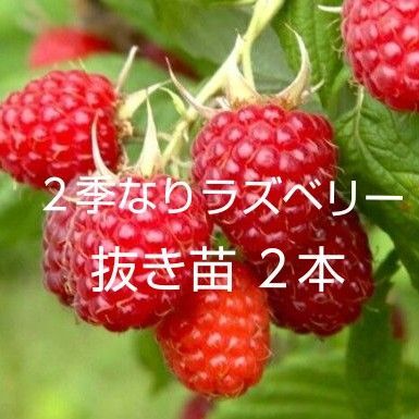 2季なりラズベリー 抜き苗 2本セット