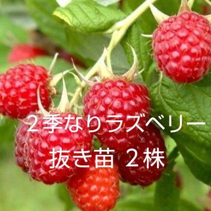 2季なりラズベリー 抜き苗 2株セット