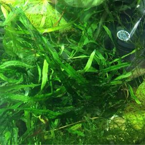 【定番水草】ミクロソリウム ナロー