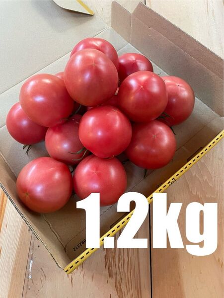 静岡県産 フルーツトマト 中玉 1.2kg 減農薬 農家直送