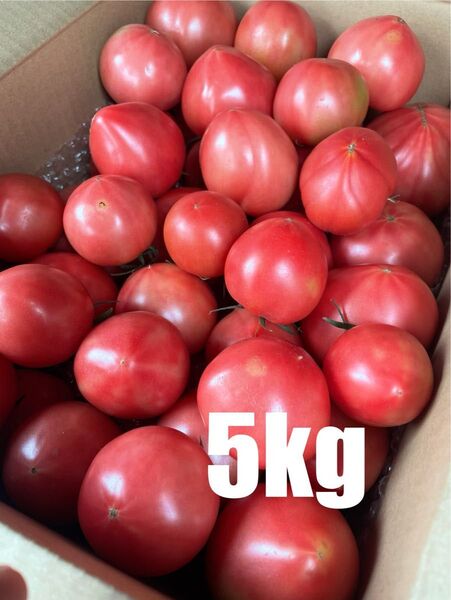 味の濃いトマト 5kg 訳あり 規格外品 静岡県産 農家直送 減農薬栽培