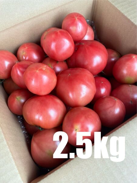 味の濃いトマト 2.5kg 訳あり 規格外品 静岡県産 農家直送 減農薬栽培