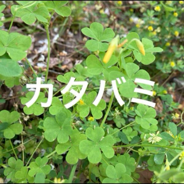 兵庫県産 カタバミ 抜き苗 100本