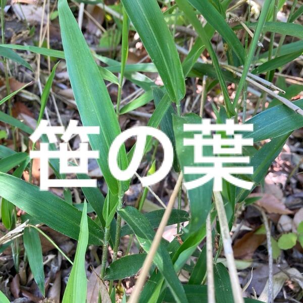 兵庫県産 笹の葉 カット苗 ネコポスいっぱい