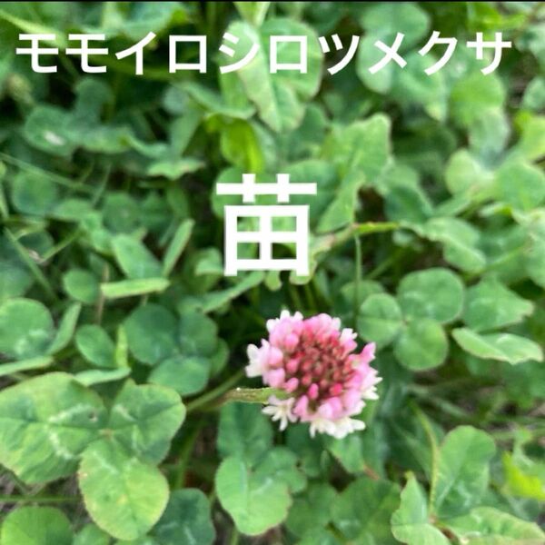 モモイロシロツメクサ 抜き苗 ネコポスサイズ
