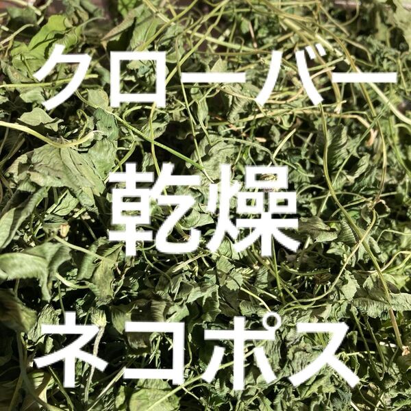 兵庫県産 乾燥 クローバー ネコポス