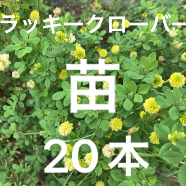 ラッキークローバー 苗 20本
