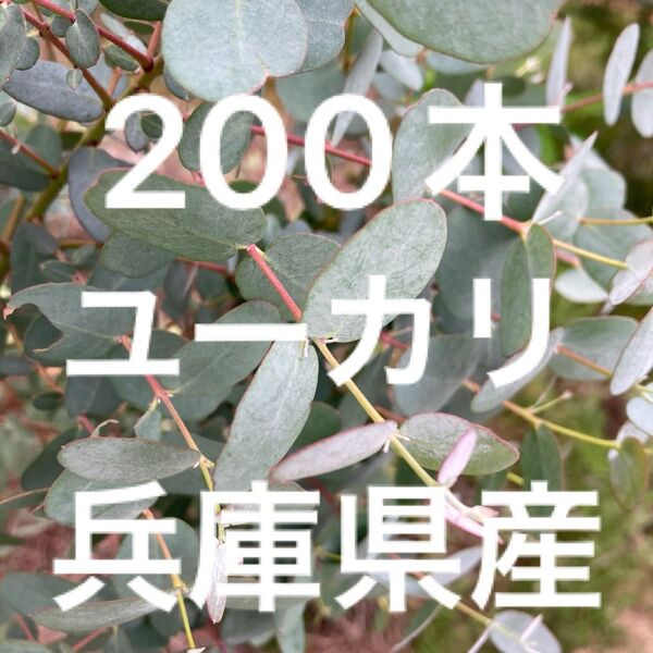 兵庫県産 ユーカリ 約200本 段ボール 60サイズ