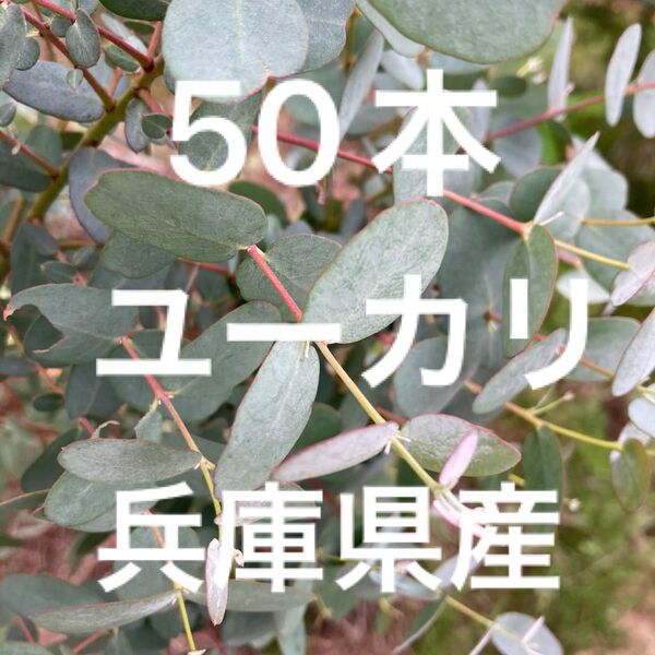 兵庫県産 ユーカリグニー 50本
