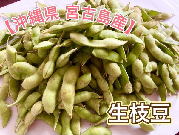 【数量限定 SALE】生 枝豆 沖縄県 宮古島産