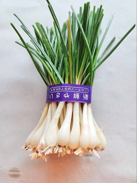 【SALE】島らっきょう 沖縄県 宮古島産