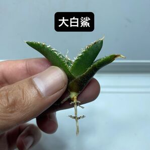 1 アガベ チタノタ ホオジロザメ