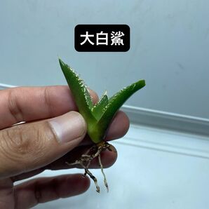 3 アガベ チタノタ ホオジロザメ