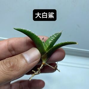 5 アガベ チタノタ ホオジロザメ