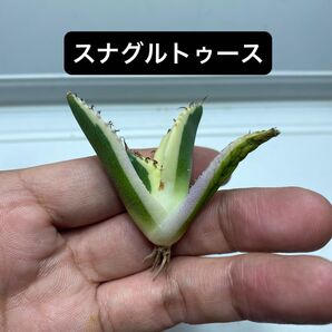 14 アガベ チタノタ スナグルトゥース