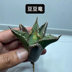 20 アガベ チタノタ 豆豆竜