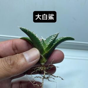 40 アガベ チタノタ ホオジロザメ