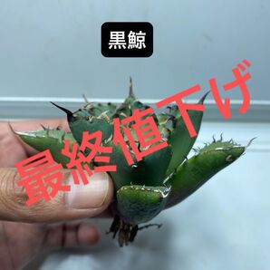 22 アガベ チタノタ 黒鯨