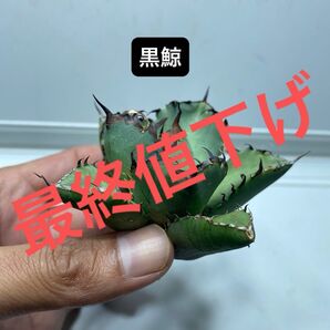 21 アガベ チタノタ 黒鯨