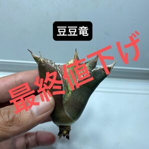 19 アガベ チタノタ 豆豆竜