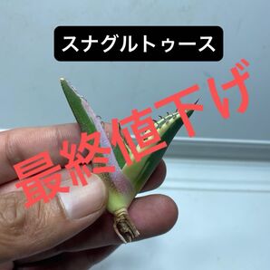 13 アガベ チタノタ スナグルトゥース
