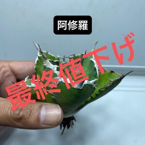 11 アガベ チタノタ 阿修羅