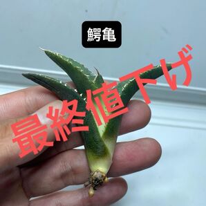 10 アガベ チタノタ 鰐亀