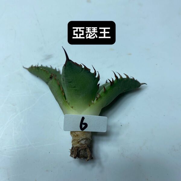 6 アガベ チタノタ キングアーサー