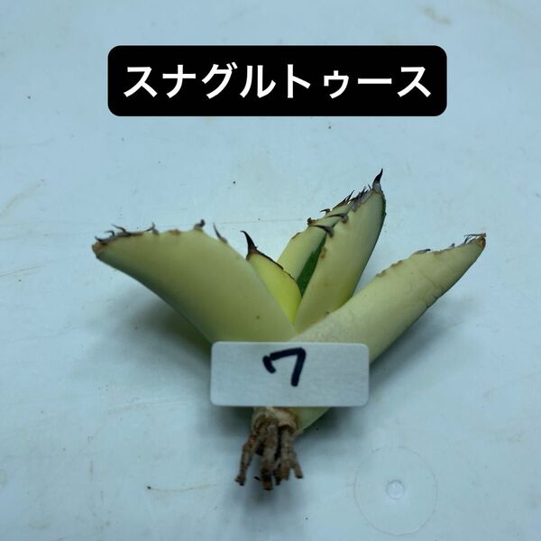 7 アガベ チタノタ スナグルトゥース