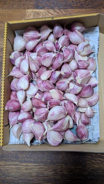 国産生ニンニク(平戸ニンニクが中心)訳あり 800g 110個前後