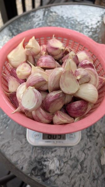希少品種 平戸ニンニク 中粒、大粒 800g 80個