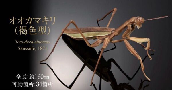 いきもの大図鑑 アドバンス オオカマキリ 褐色型 カプセル版 フィギュア ガチャ