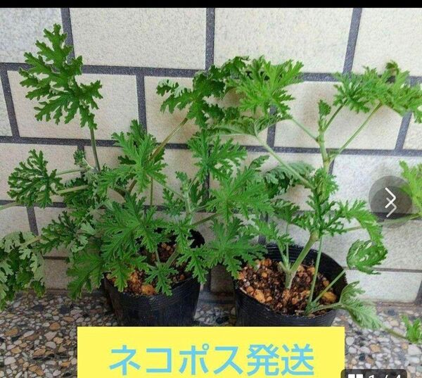 センテッドローズゼラニウム(蚊連草)根付苗2本(ネコポス発送)