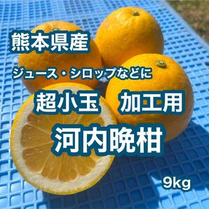 熊本県産 超小玉 加工用 河内晩柑 9kg