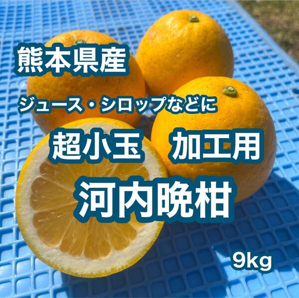 熊本県産 超小玉 加工用 河内晩柑 9kg
