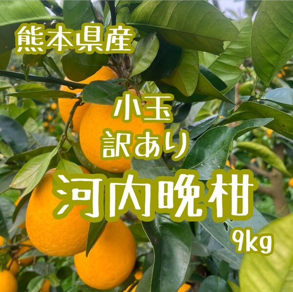 熊本県産 小玉 訳あり 河内晩柑 9kg