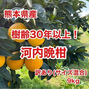 樹齢30年以上!熊本県産 河内晩柑 訳あり9kg