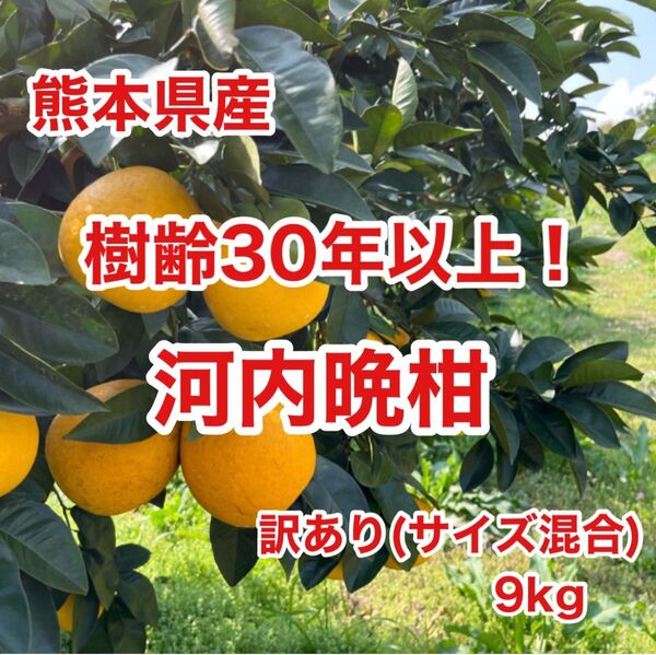 樹齢30年以上!熊本県産 河内晩柑 訳あり9kg