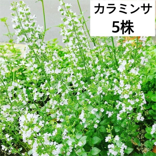 5株 カラミンサ ハーブ 根付き抜き苗