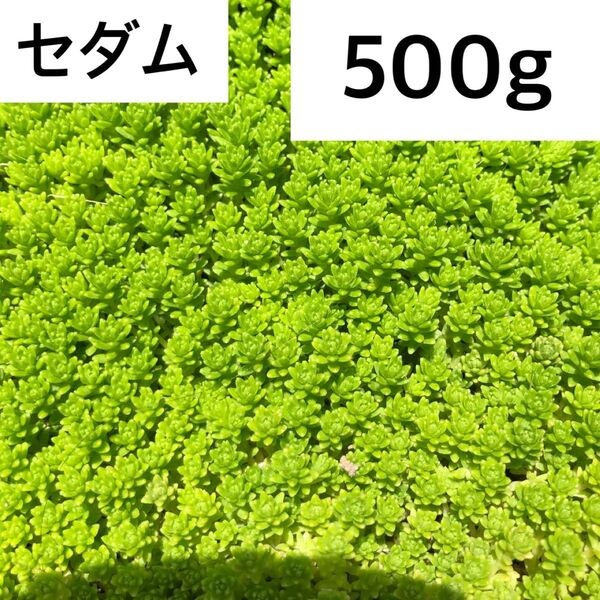 大量!セダム 多肉植物 モリムラ万年草 抜き苗約500g