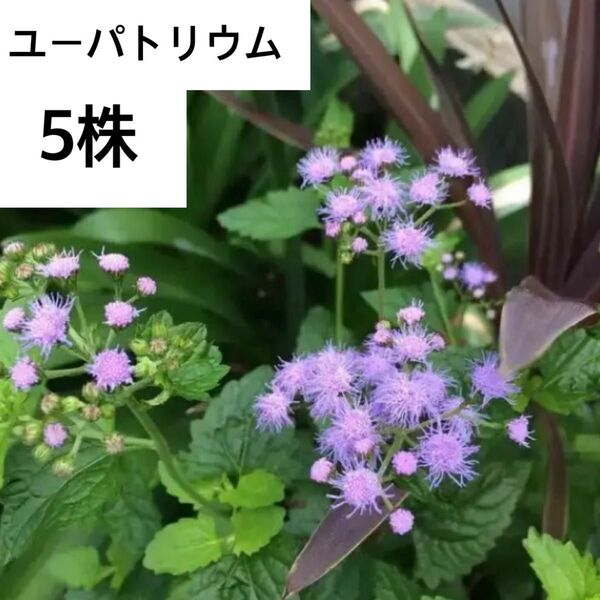 ユーパトリウム ミストフラワーあおいろフジバカマ 宿根草 抜き苗5株くらい