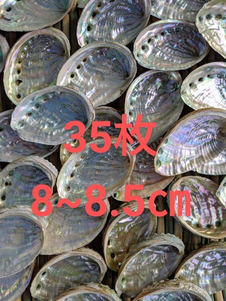 アワビ貝殻 35枚セット