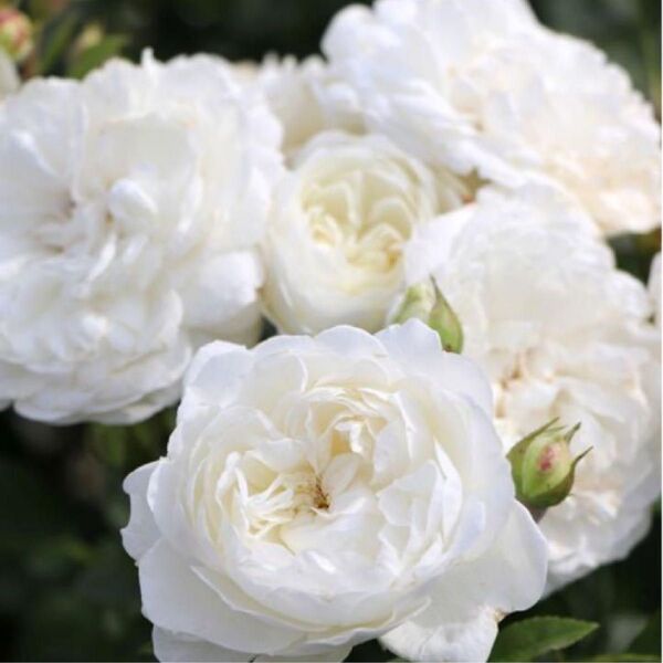 人気薔薇 バラ苗 強香 切り花品種 希少 中輪D11