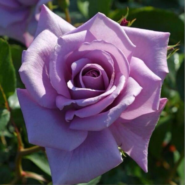 薔薇 バラ苗 切花品種 大輪 大きめ、太め メルカリ便E3