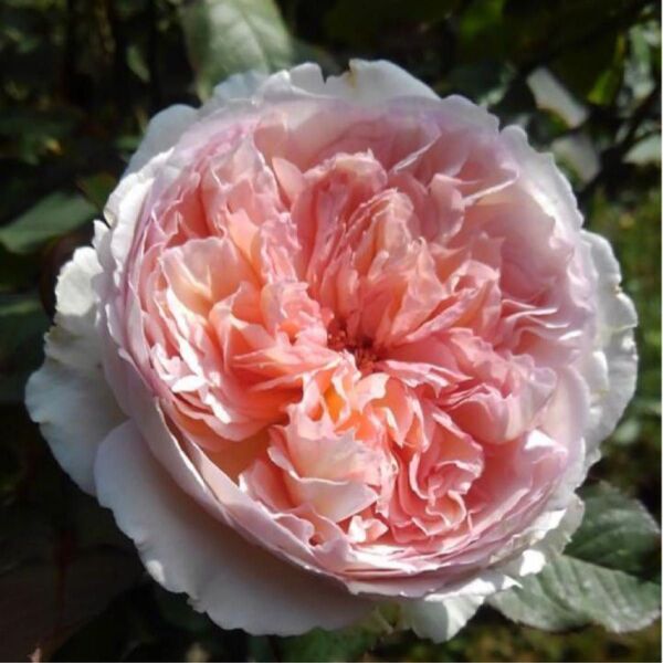トロイメライ バラ苗 人気薔薇 切り花品種 強香 希少 メルカリ便