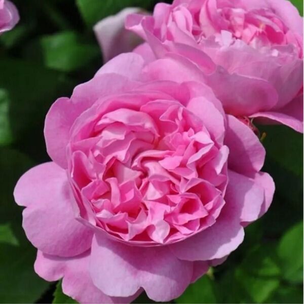 メアリ〇〇〇〇 バラ苗 四季咲き 人気切花バラ品種 DA薔薇 希少 花付きとてもいい